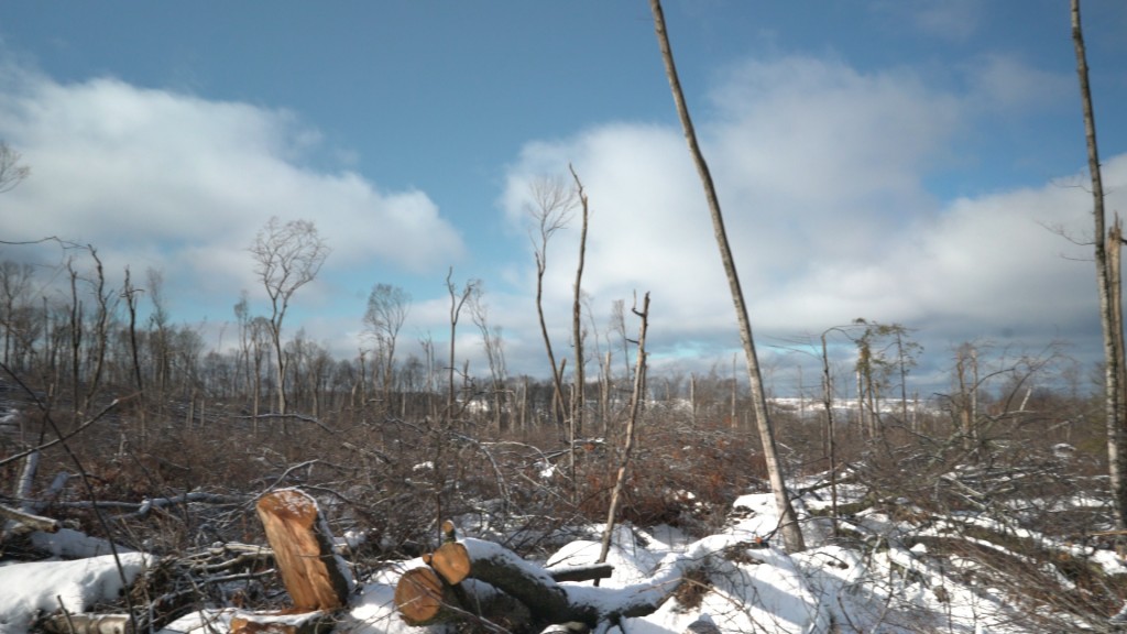 Blow_Down_in_Winter