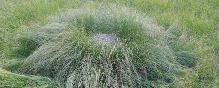 Ant_Hill_3