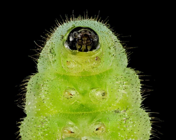 Karner Blue Catepillar