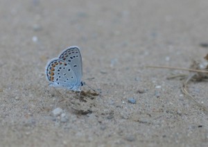 Karner_Blue_cropped