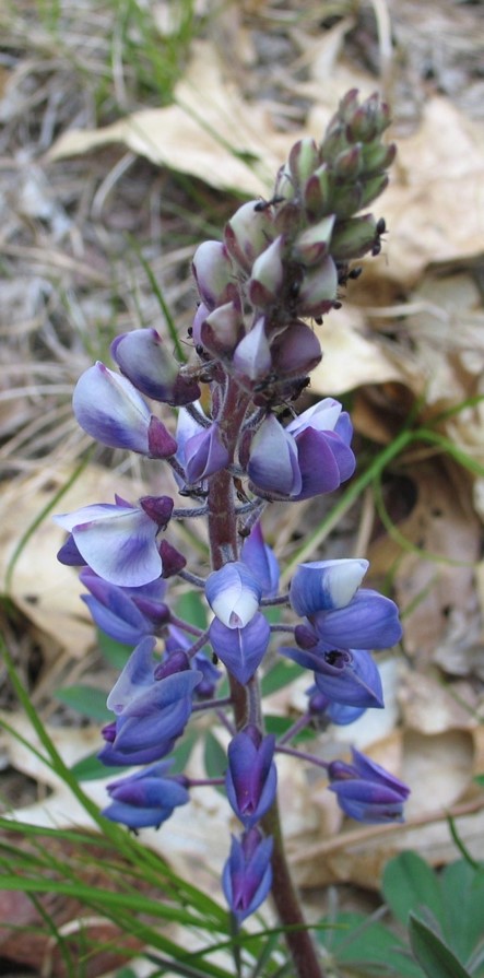 Wild Blue Lupine