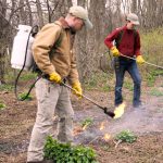 Burning Off Garlic Mustard Seedlings