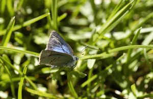 The Early Hairstreak Butterfly