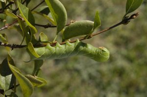 Great Ash Sphinx Larva