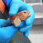 Round Goby (neogobius melanostomus)