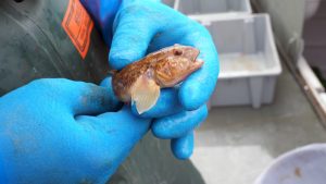 Round Goby (neogobius melanostomus)