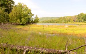 coastal_wetland_cropped