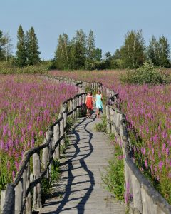 purple-loosestrife