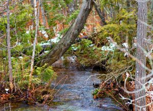 Riverine Wetland