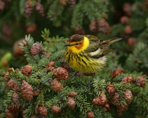 male-cape-may-warbler_reduced