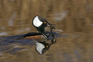 male-hooded-merganser-with-crayfish_reduced