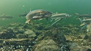 spawning_trout_lamprey_cropped