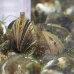 Quagga_Mussels_Bootsma