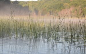 Bass_Lake_Wetland_water-striders