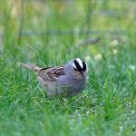 White_Throat_Sparrow