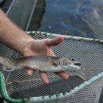 Brook_Trout